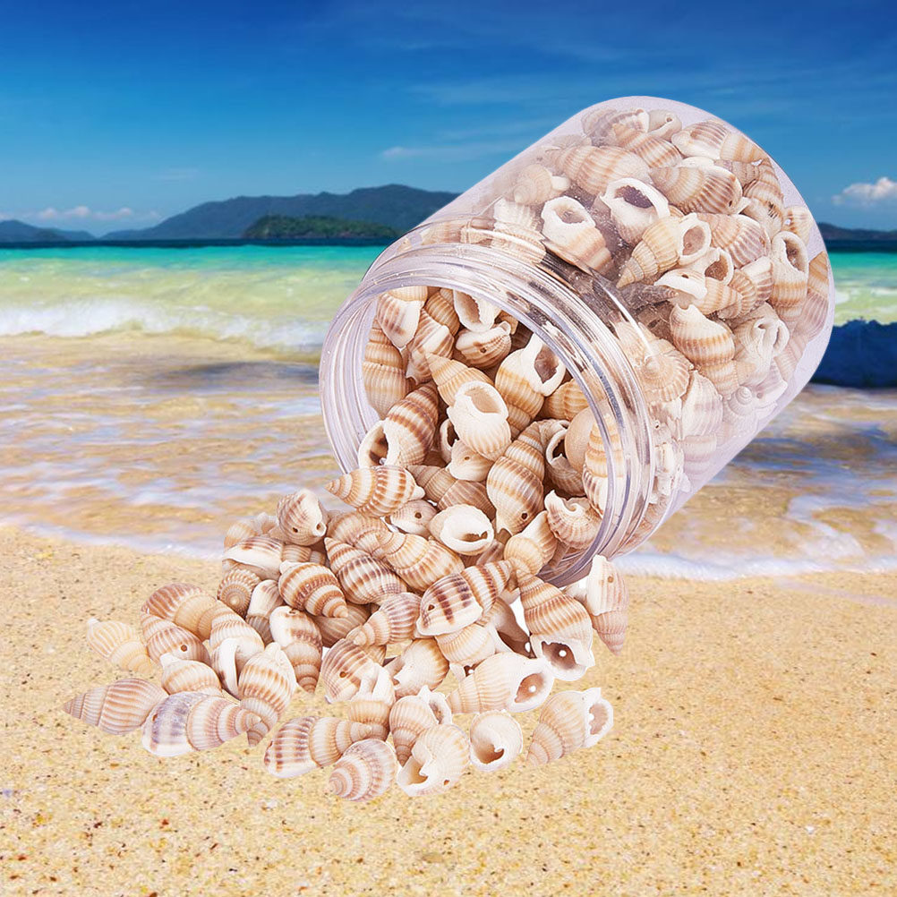 1 Box Natural Seashells Craft  - Art Craft Gallery のレビューと価格