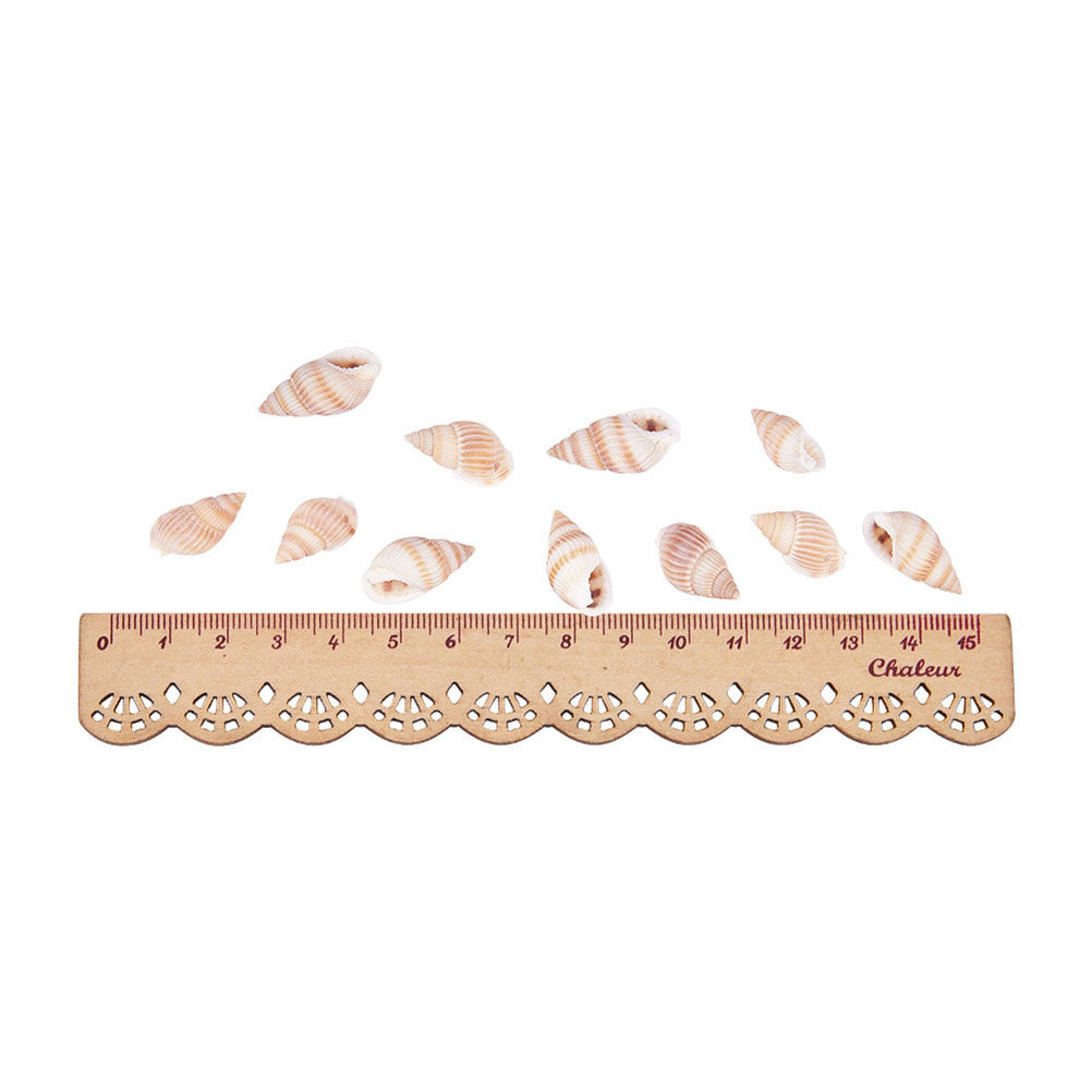 1 Box Natural Seashells Craft  - Art Craft Gallery のレビューと価格