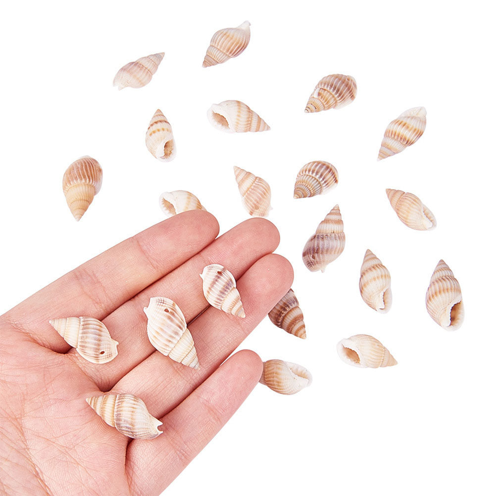 1 Box Natural Seashells Craft  - Art Craft Gallery のレビューと価格