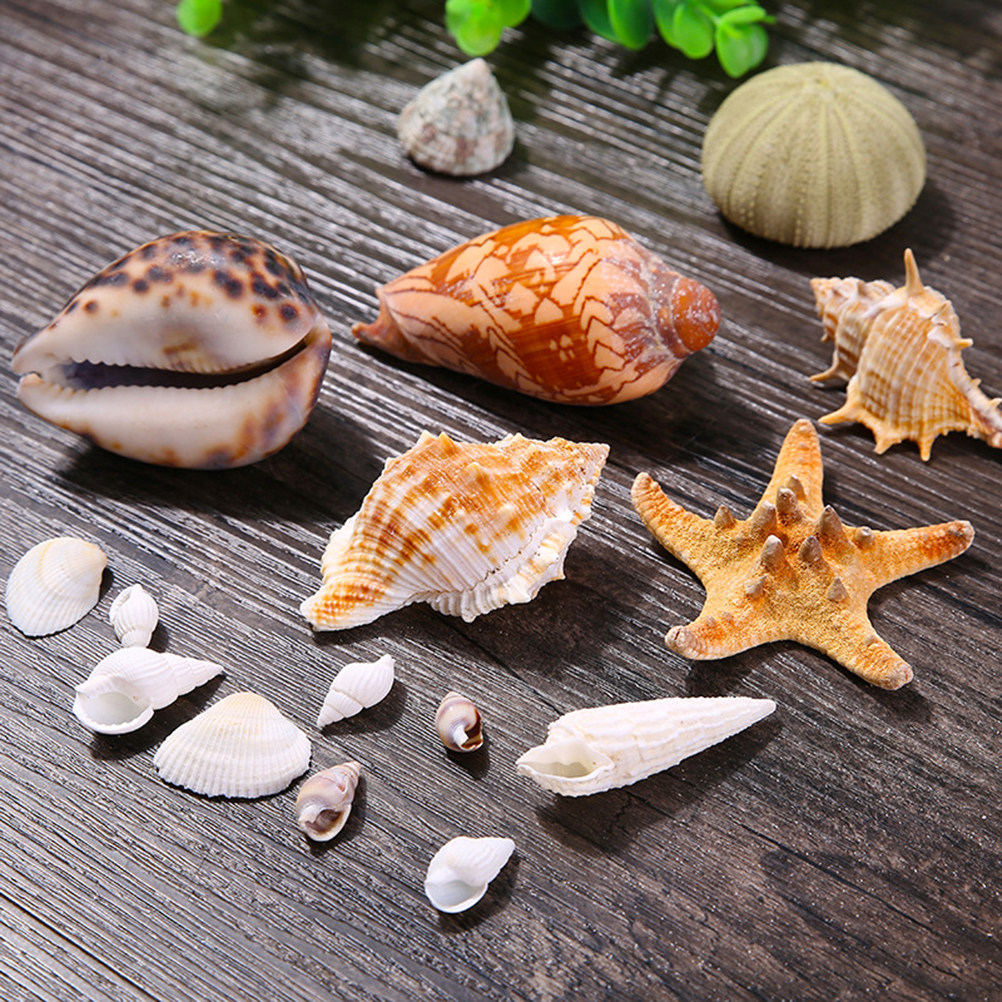 Natural Shell DIY Craft Charms - Art Craft Gallery のレビューと価格