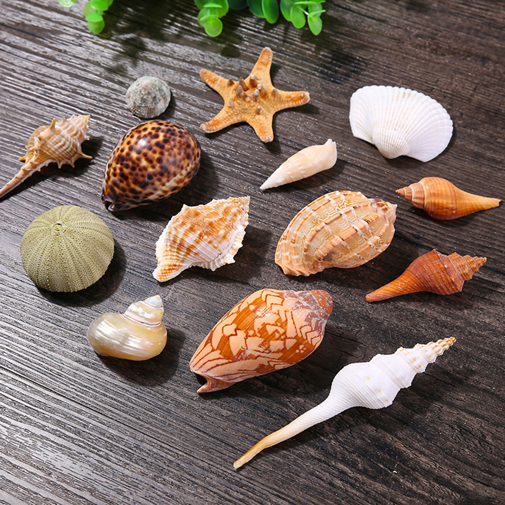 Natural Shell DIY Craft Charms - Art Craft Gallery のレビューと価格